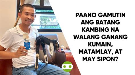 Paano Gamutin ang Batang Kambing na Walang Ganang .